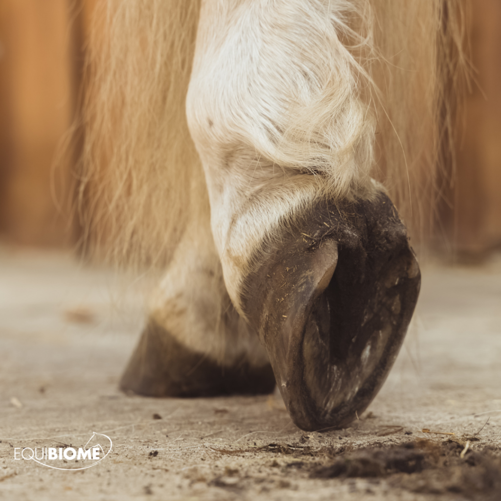 hovvård mikrobiell balans hästar prominent gel